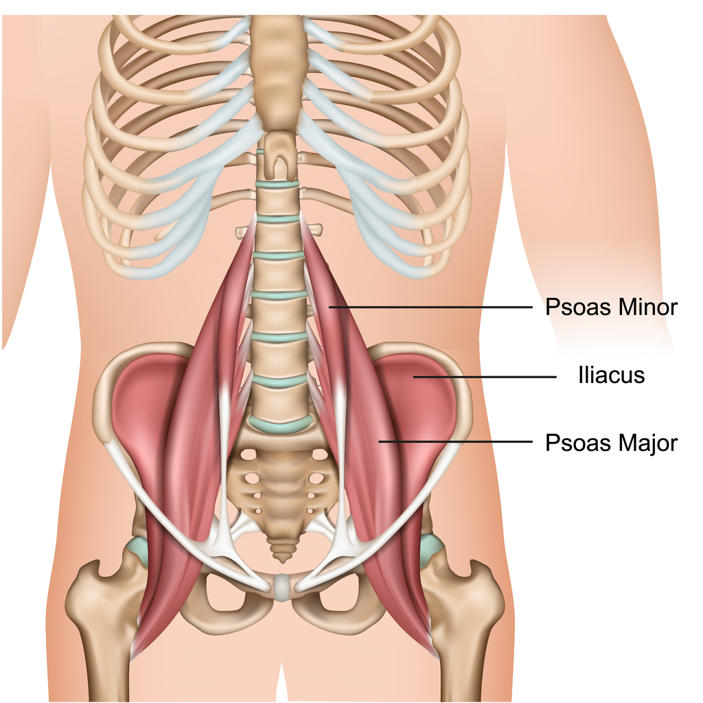 Anatomy diagram showing the psoas major, psoas minor, and iliacus muscles connecting the lumbar spine to the pelvis and femur